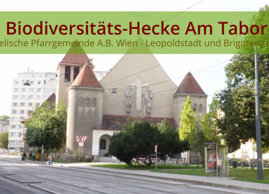 Screenshot zur Biodiversitäts-Hecke am Tabor